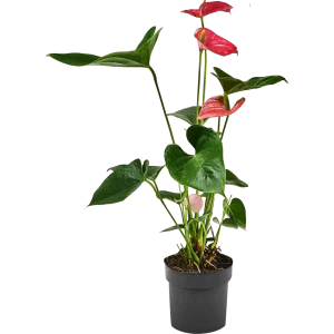 Santreyd Антуриум розовый — изысканное комнатное растение с сердцевидными листьями 87959872