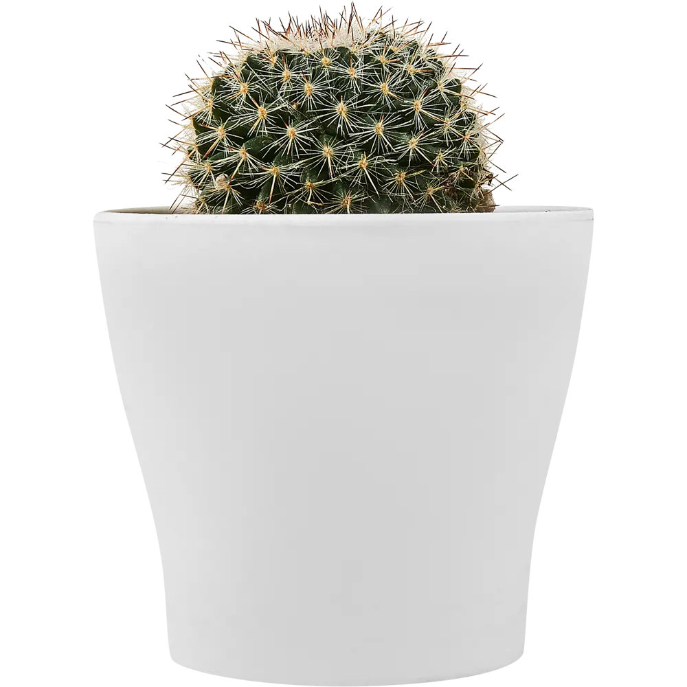 Santreyd: Декоративный кактус для современного интерьера 89296621 STLM-0823759 - Вид №5
