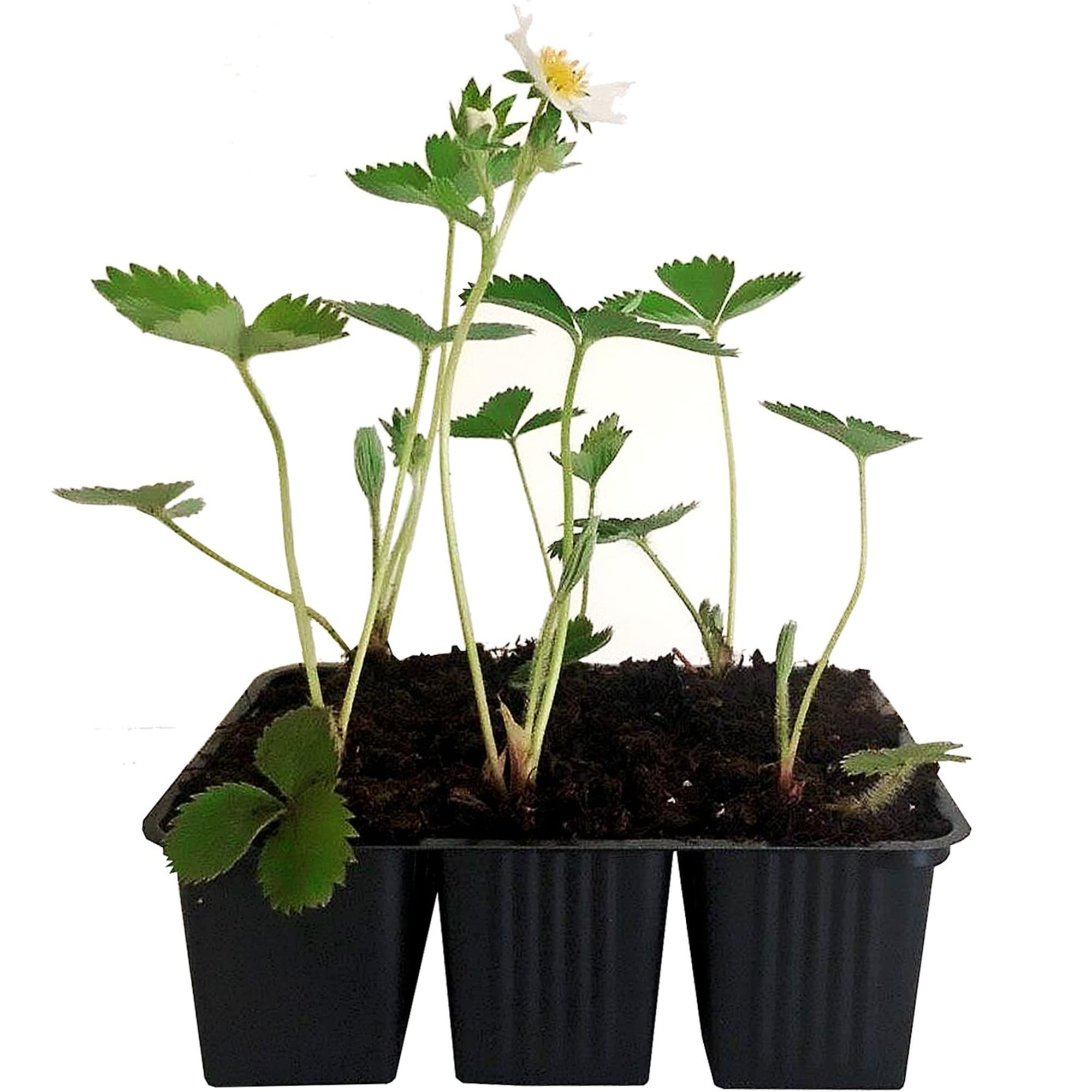 82596898 Земляника садовая «Елизавета-2» в кассете, 6 шт Santreyd  - Вид №1