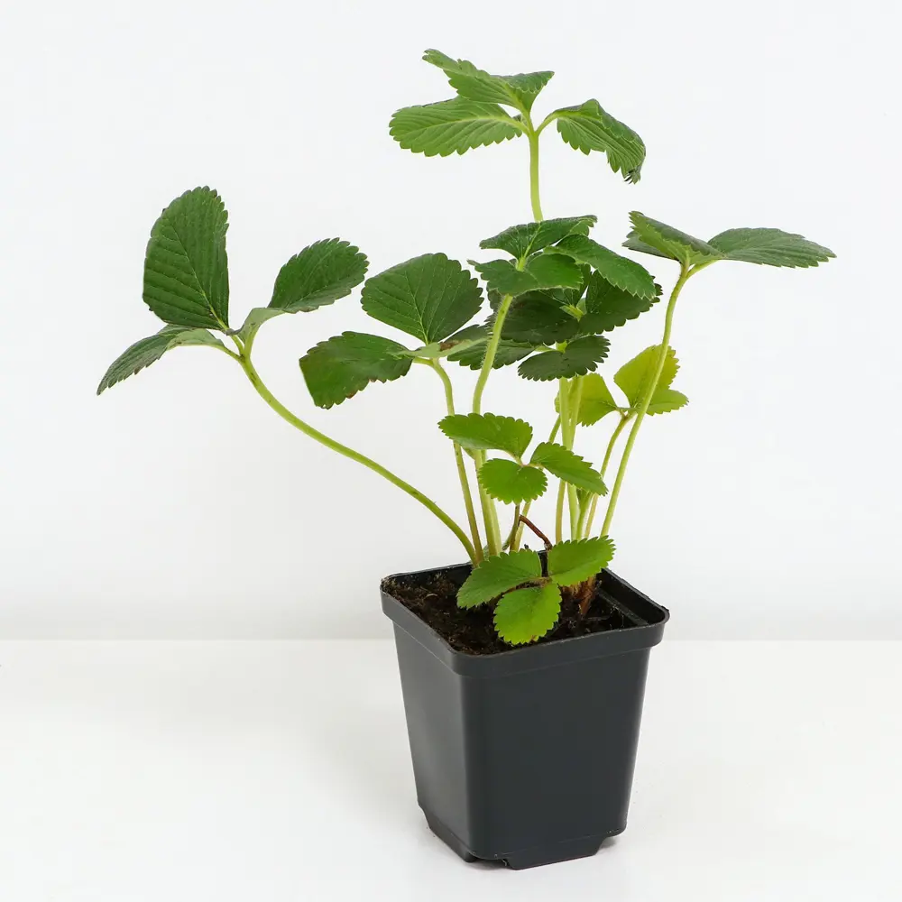 Земляника садовая Эльсанта 89465475 STLM-2071329 PLANTMARKET  - Вид №1