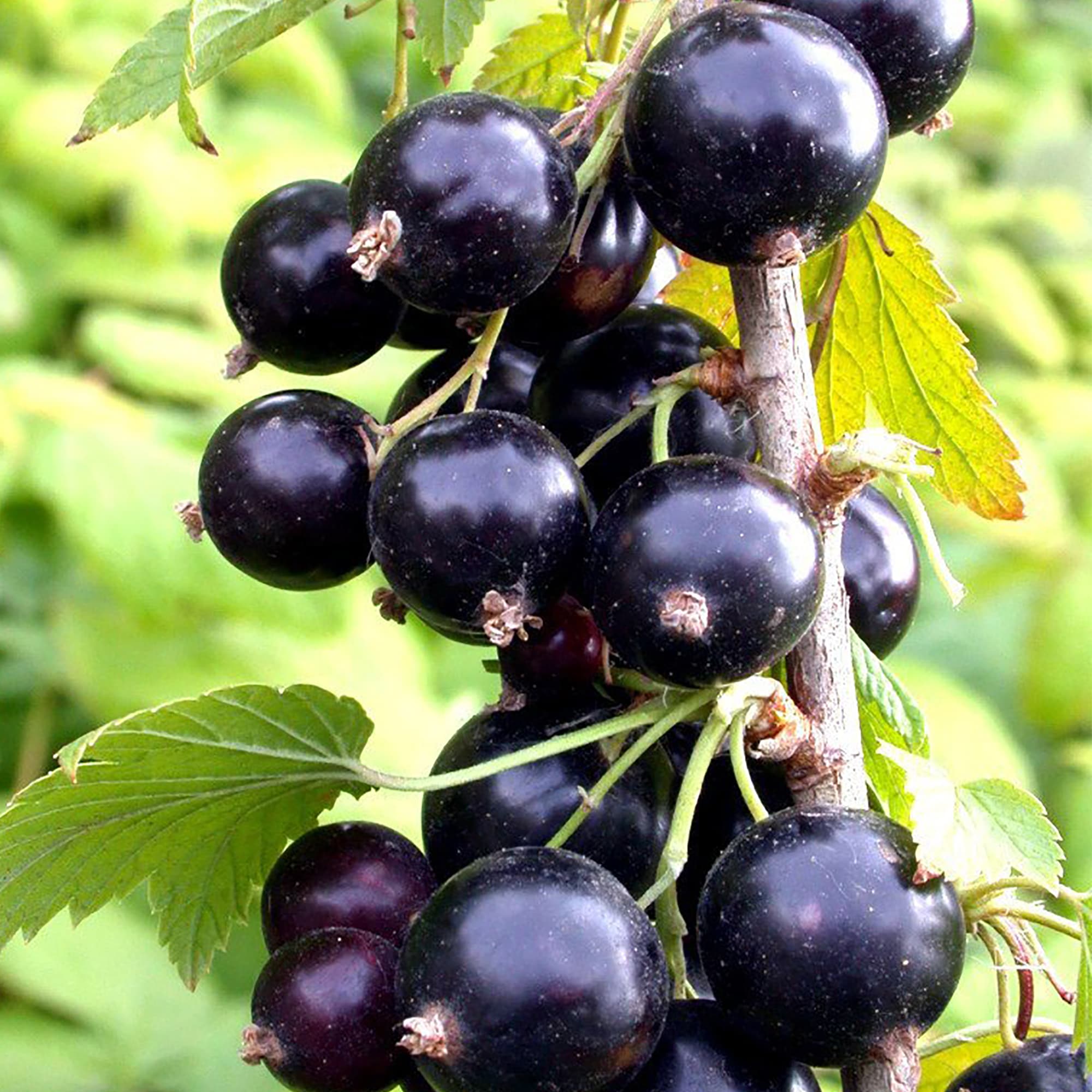 18469851 Смородина чёрная «Гулливер», С3-С4 Santreyd  - Вид №2