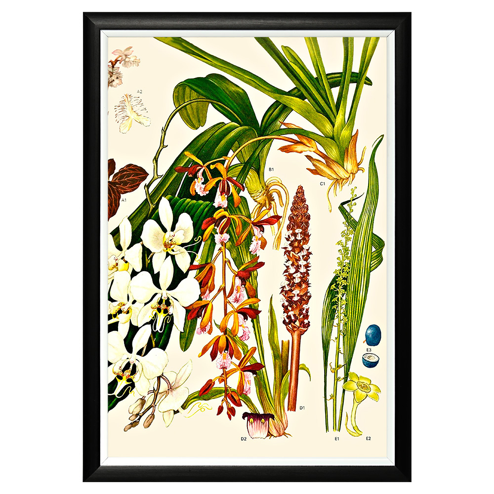 896519652_1818 Арт-постер «Цветочная энциклопедия, глава 13» Object Desire 