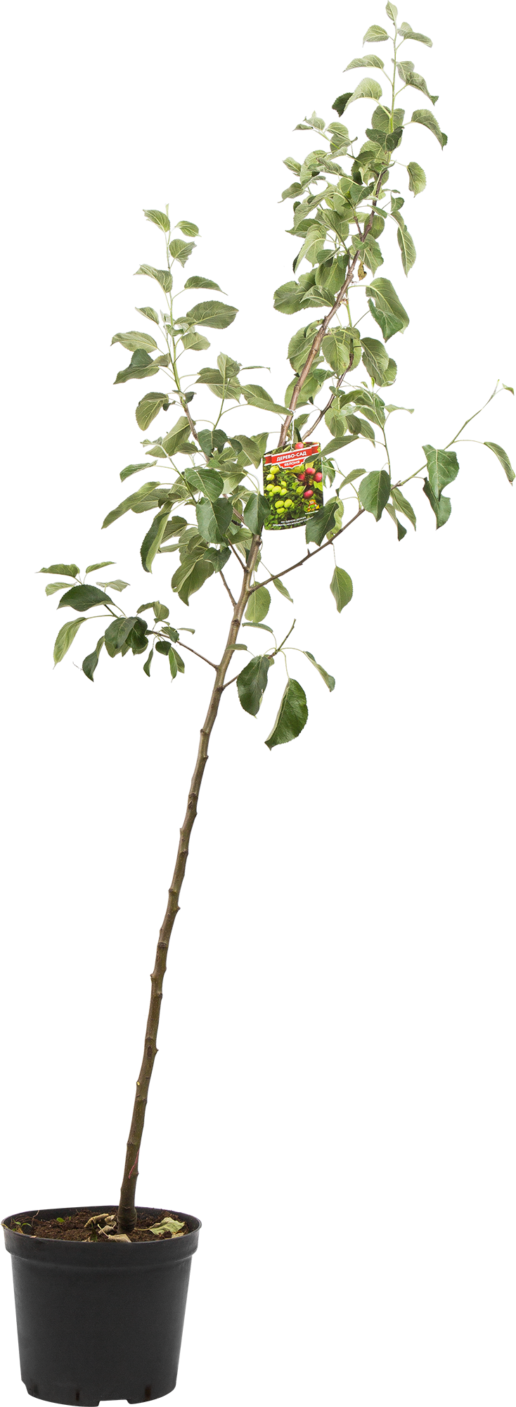 Santreyd Яблоня-сад 2-3 года с разносортными прививками 82585382 STLM-0030719 - Вид №2