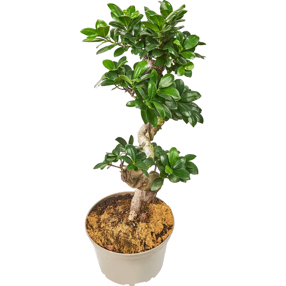 Фикус Микрокарпа Santreyd - элегантное комнатное дерево с мощным стволом 85062666 STLM-0058032