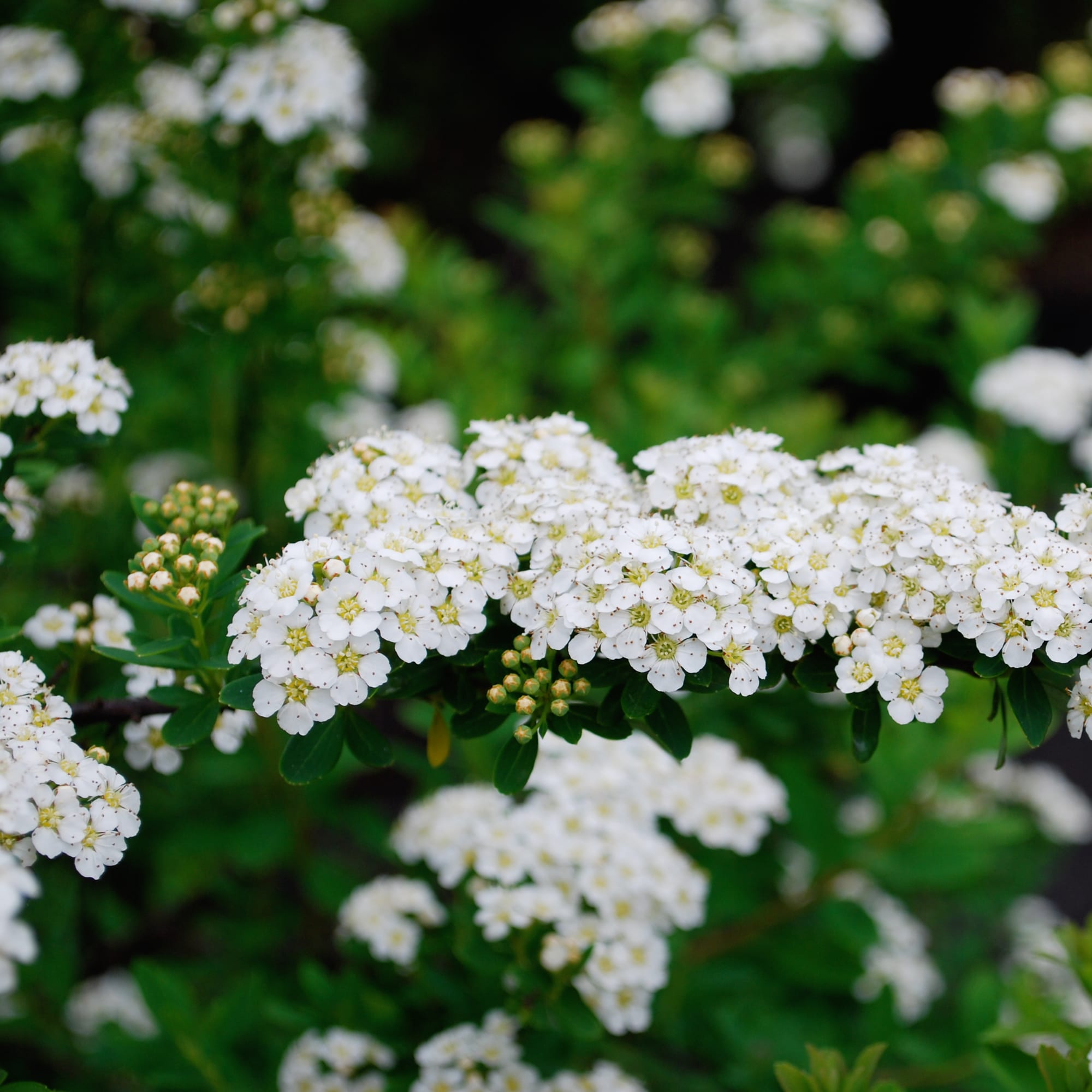 82237756 Спирея ниппонская «Сноумаунд» С1 25 см Santreyd  - Вид №1