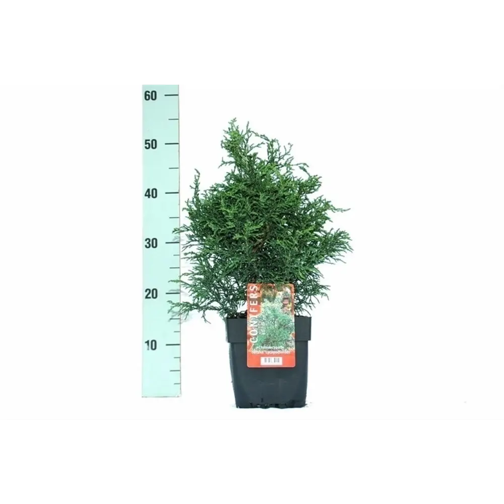 Кипарисовик тупой Ликоподиоид ø17 h40 см 85573391 STLM-2123992 Santreyd 