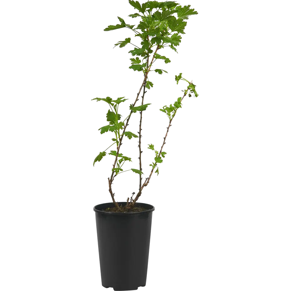 Крыжовник Краснославянский Santreyd — саженец для богатого урожая 84347433 STLM-0048733 - Вид №1