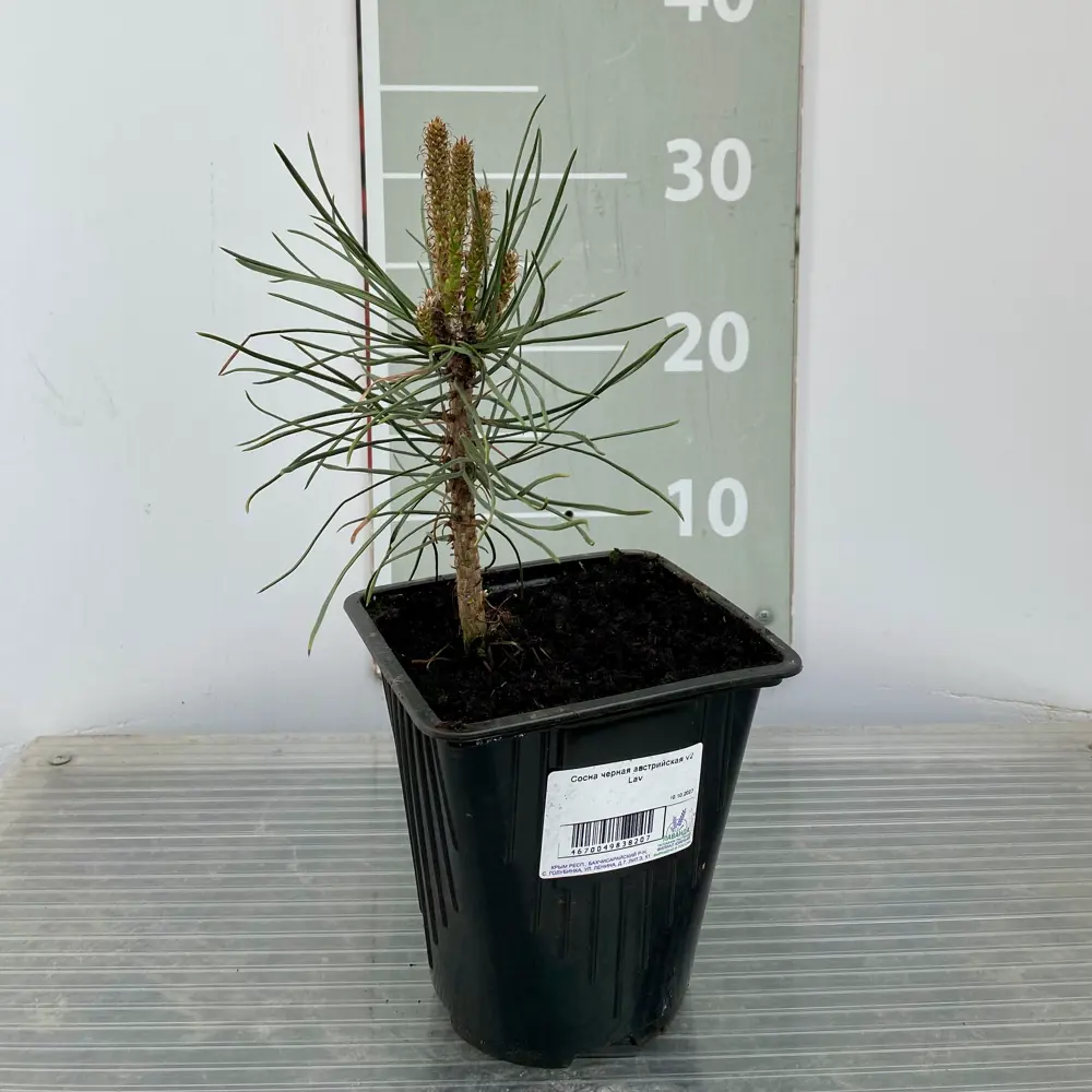 Сосна черная Австрийская Santreyd - элегантный хвойный акцент для сада 89366440 STLM-0952712