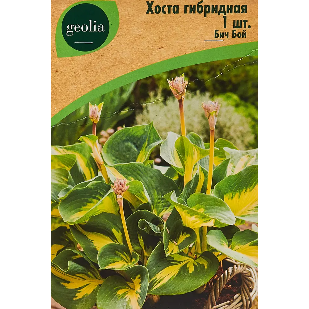 Хоста гибридная Бич Бой 86408582 STLM-2180998 Santreyd 