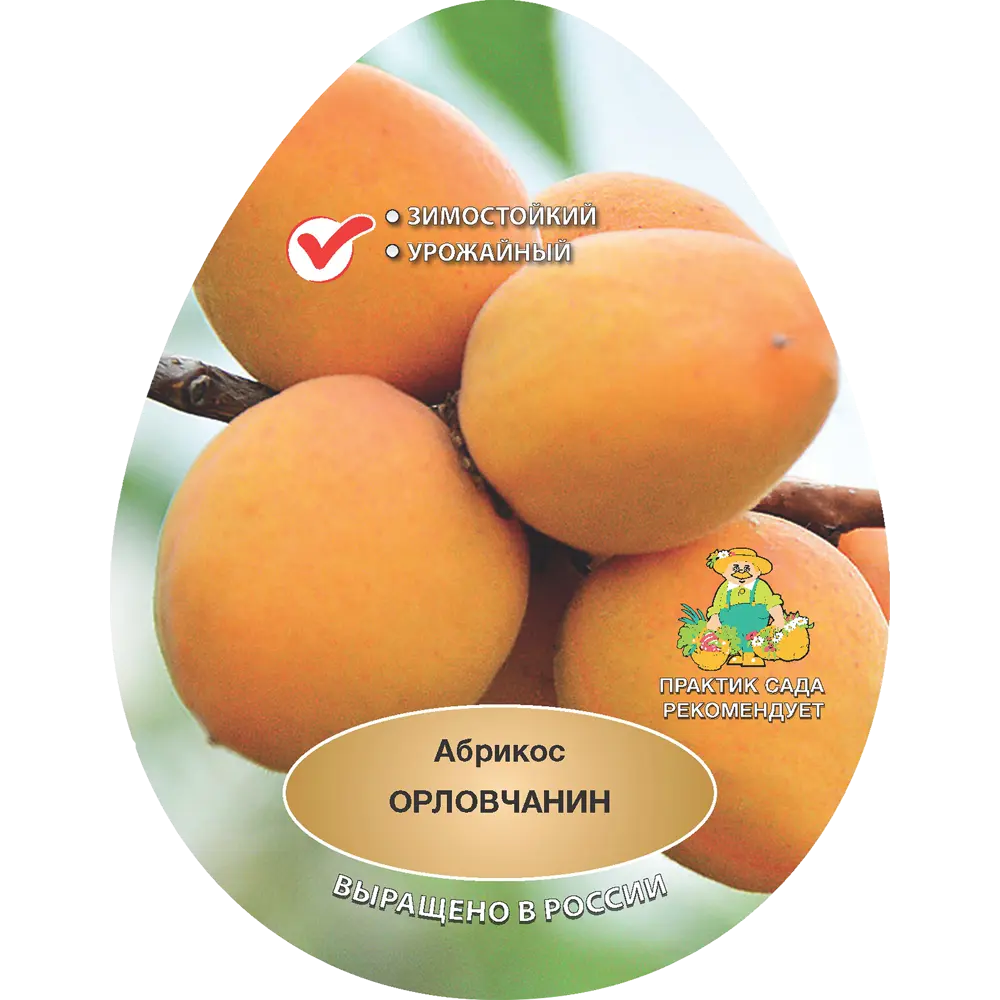 Абрикос Орловчанин h200 см в сетке Поиск Инвест 84399284 STLM-2071827 Santreyd 