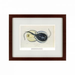 Литография на тонированной бумаге 42х52 см Spotted ray, 1829 КАРТИНЫ В КВАРТИРУ  135523 Белый;коричневый;разноцветный