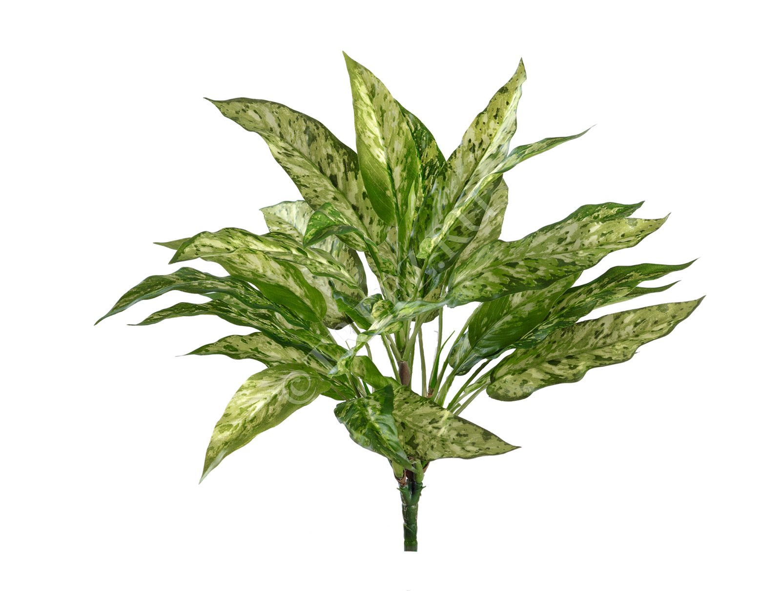 20.1121N Куст Аглаонемы зелёно-жёлтой Цветочная коллекция 