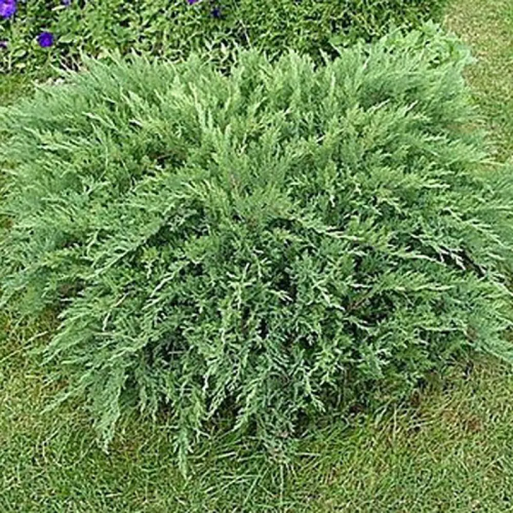 Можжевельник казацкий Тамарисцифолия ø19 h20 см 89465429 STLM-2038168 PLANTMARKET 