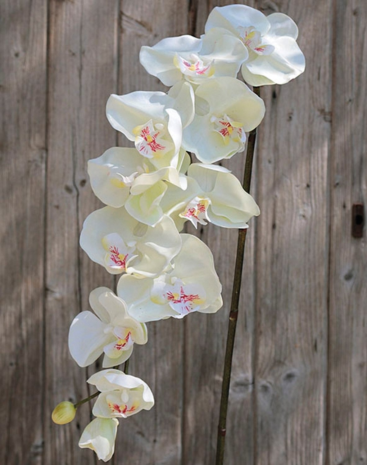 2508 777 a3 Искусственная орхидея Phalaenopsis, 110 см, real touch, белая H-andreas  - Вид №2