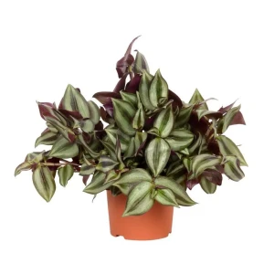 89394854 Традесканция Зебрина ø12 h25 см STLM-1423102