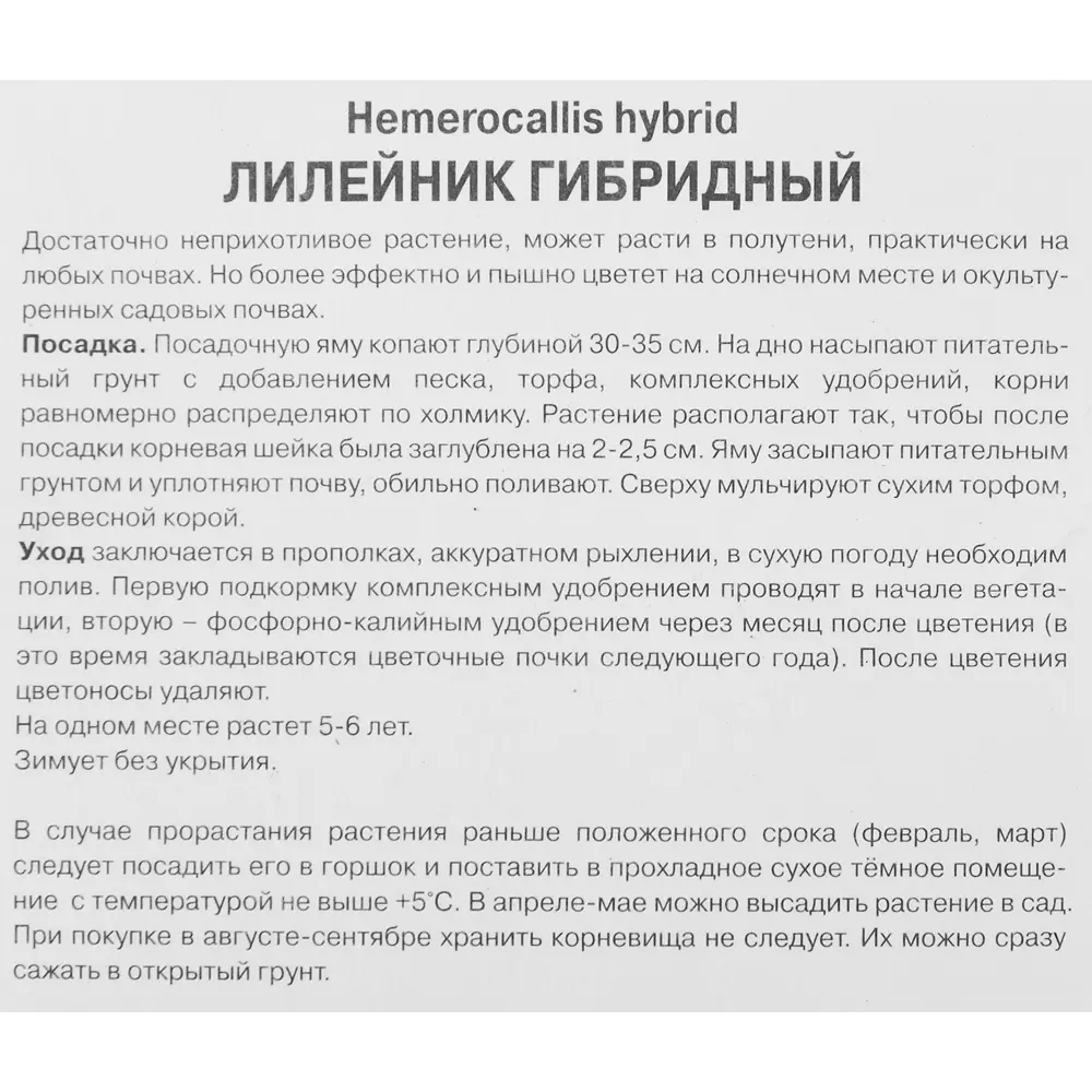 Лилейник гибридный Биг Сити Ай, 88659251 STLM-2058604 ПОИСК  - Вид №2