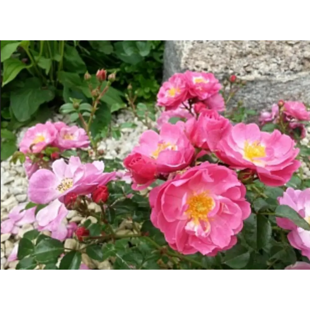 Роза бордюрная Меджик Меян Декор ø15 h30 см 85589156 STLM-2196783 Santreyd 