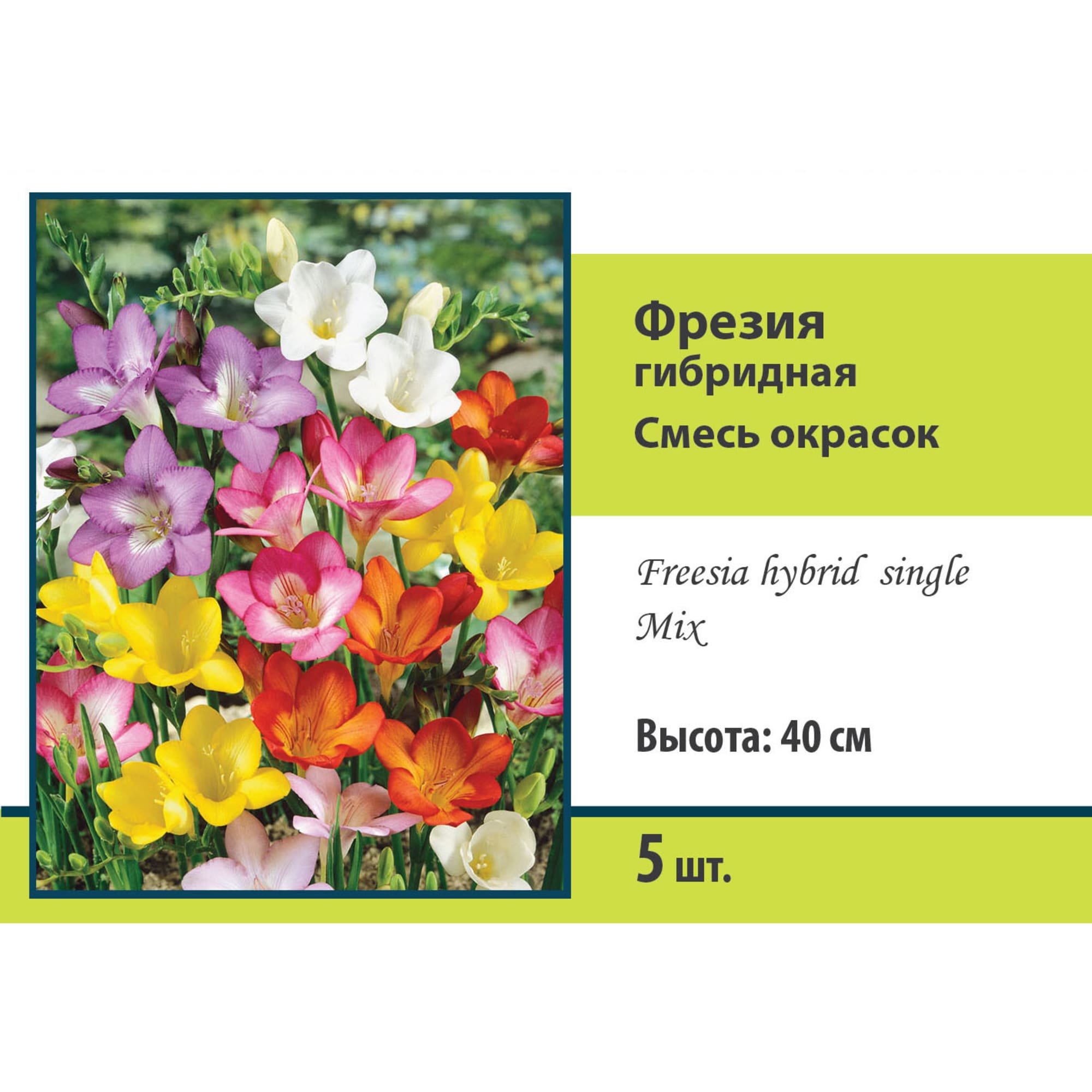 83597219 Фрезия гибридная микс луковица 5/6 Santreyd 