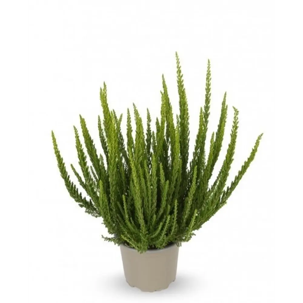 Вереск Зелия Santreyd - вечнозеленый кустарник для альпийских горок 89382927 STLM-1477262