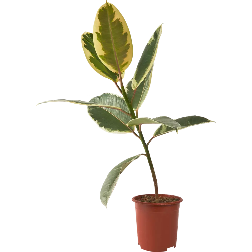 Фикус Эластика Santreyd — комнатное растение для уютного интерьера 85324847 STLM-0061460