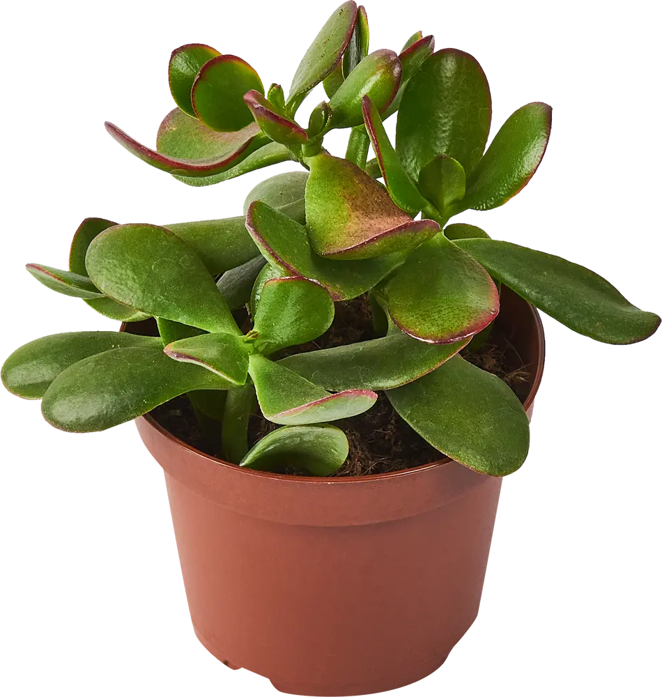 Santreyd Крассула Овата — живое украшение интерьера с мясистыми листьями 85325016