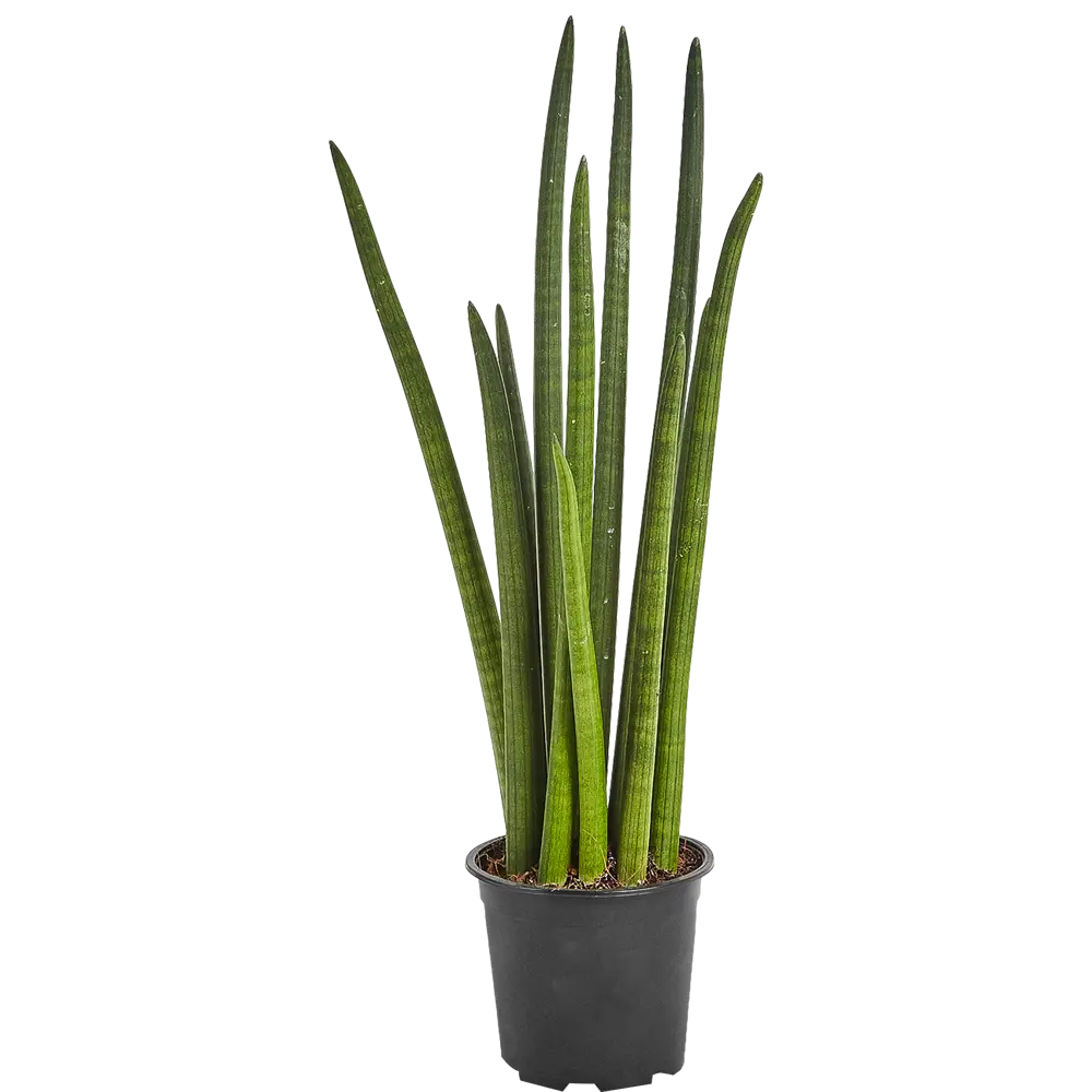 Сансевиерия цилиндрическая 17x70 см 82850381 STLM-2137756 Santreyd 