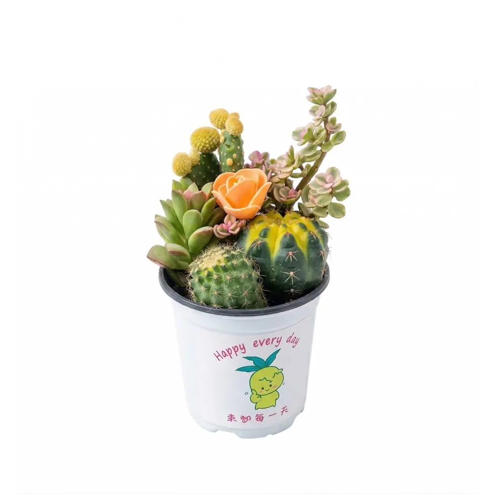 Кактус & суккулент ø11 h15 см Santreyd STLM-2021690