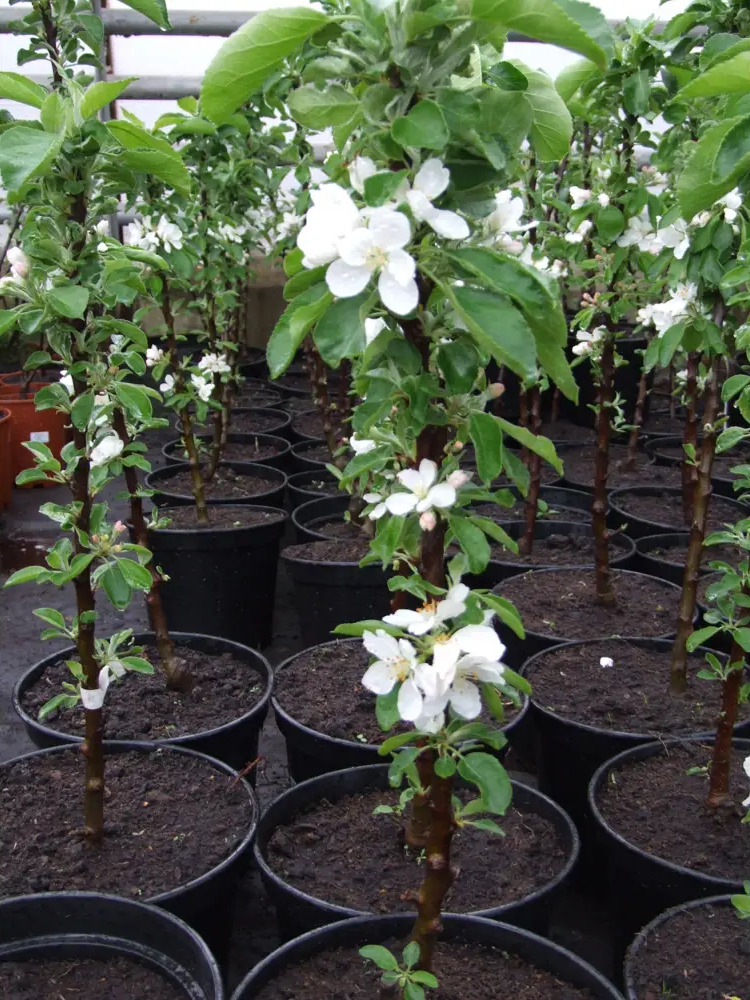 Santreyd Колонновидная яблоня - саженец 100 см с ароматными плодами 85325555