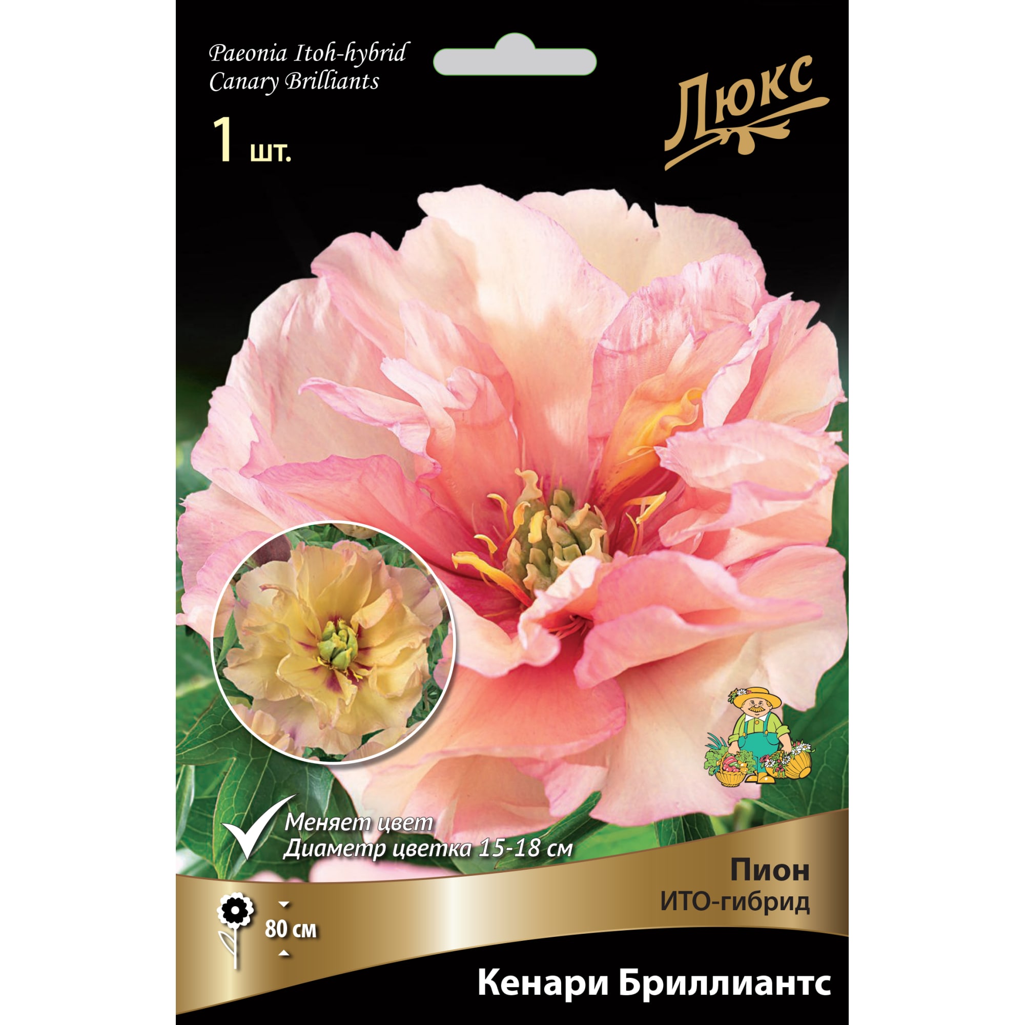 82661868 Пион ито-гибрид «Кенари Бриллиантс» разбор 2-3 Santreyd 