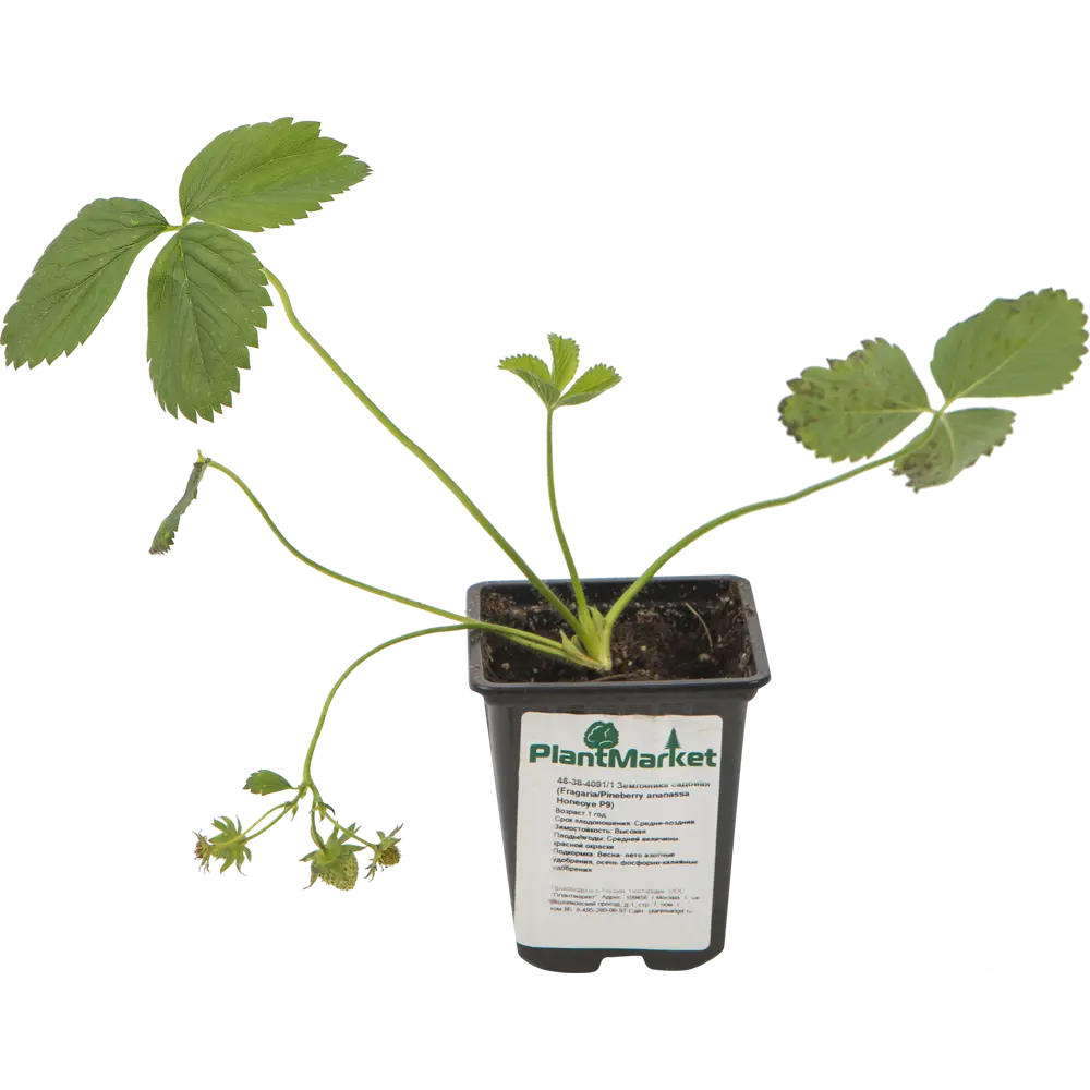 Земляника садовая «Хоней» 9x15 см 82625406 STLM-2149250 PLANTMARKET 