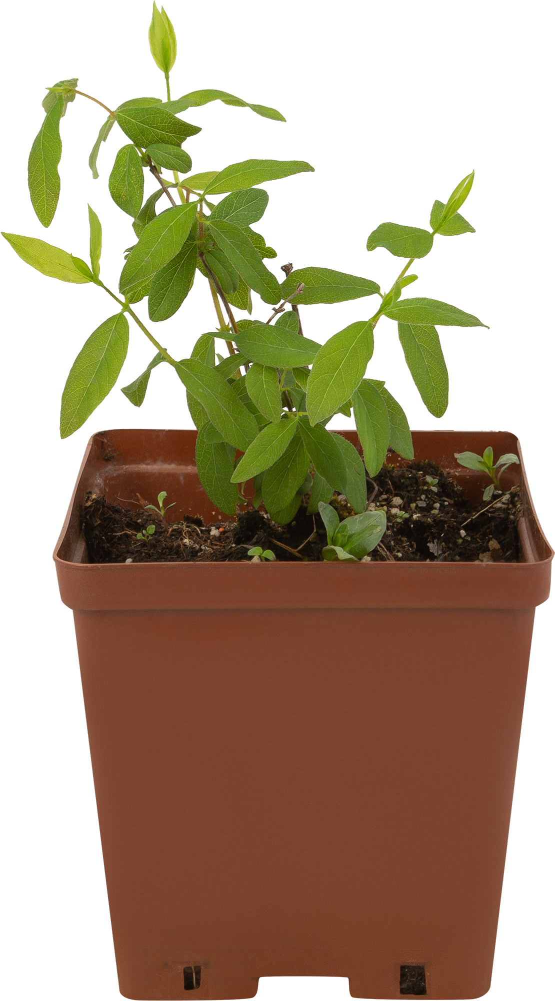 Саженец жимолости Васюгановская - сладкие ягоды для вашего сада 85607976 Santreyd STLM-0064580 - Вид №1