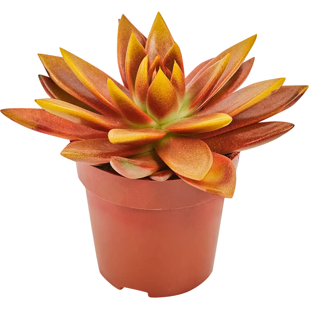 Santreyd Эхеверия микс - суккулент в декоративной росписи 82877379 STLM-0950716