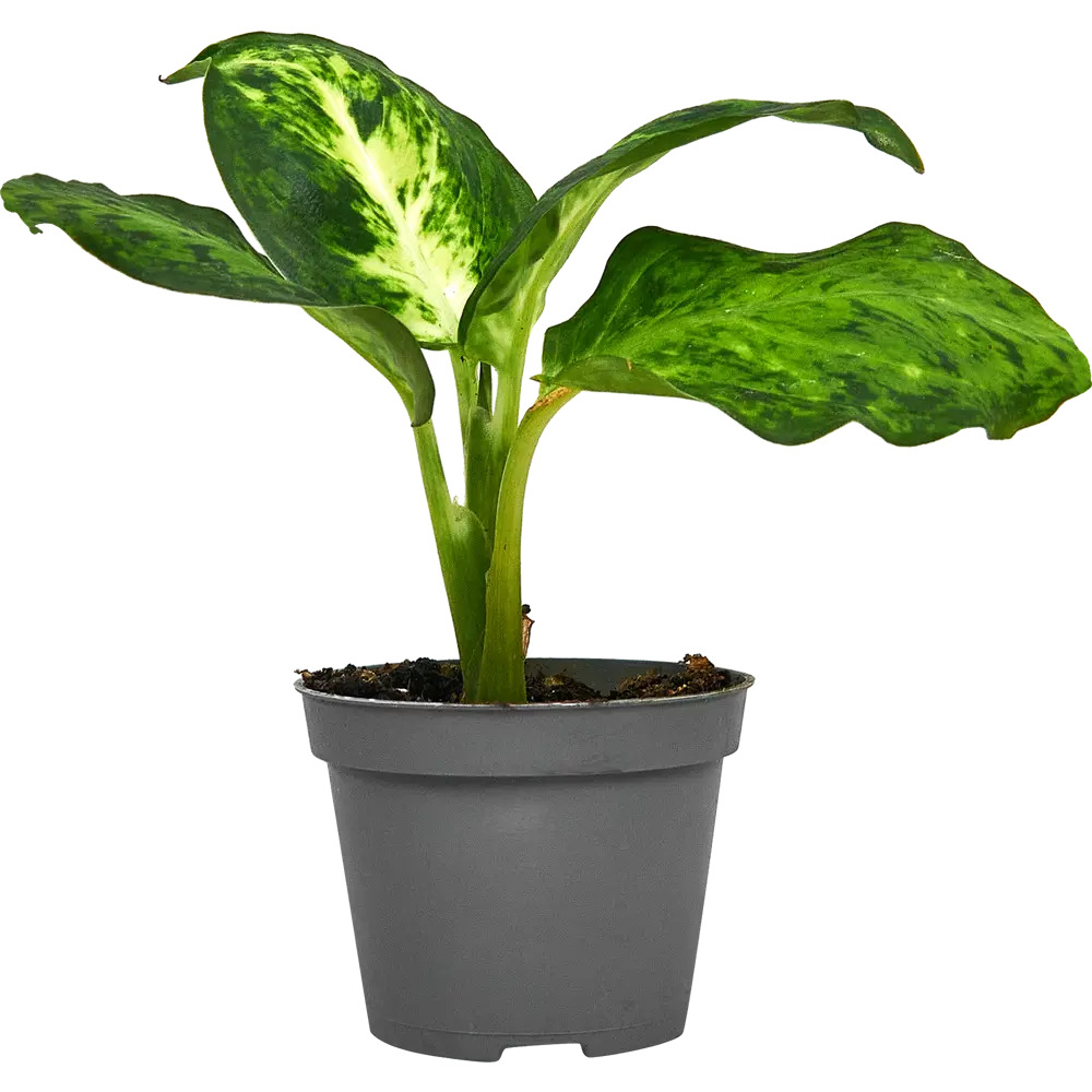 Диффенбахия Ами от Santreyd — тропическая элегантность в вашем интерьере 87819679 STLM-0075880 - Вид №1