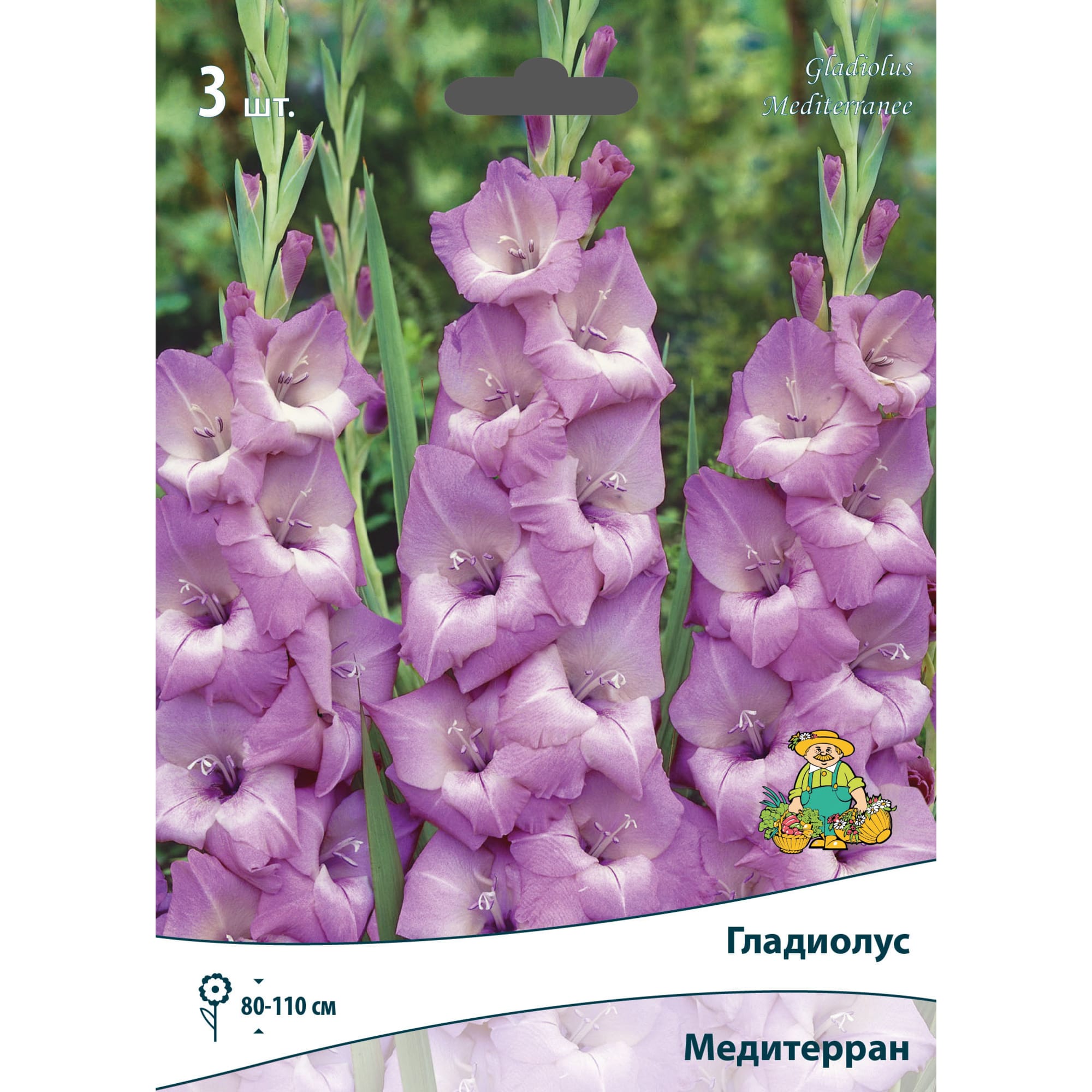 83596815 Гладиолус крупноцветковый Медитерран луковица 10/12 Santreyd 