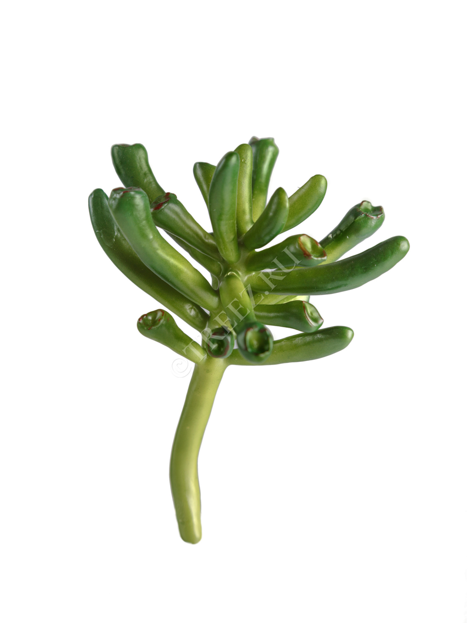 30.0610034 Мини-суккулент Крассула Хоббит Цветочная коллекция 