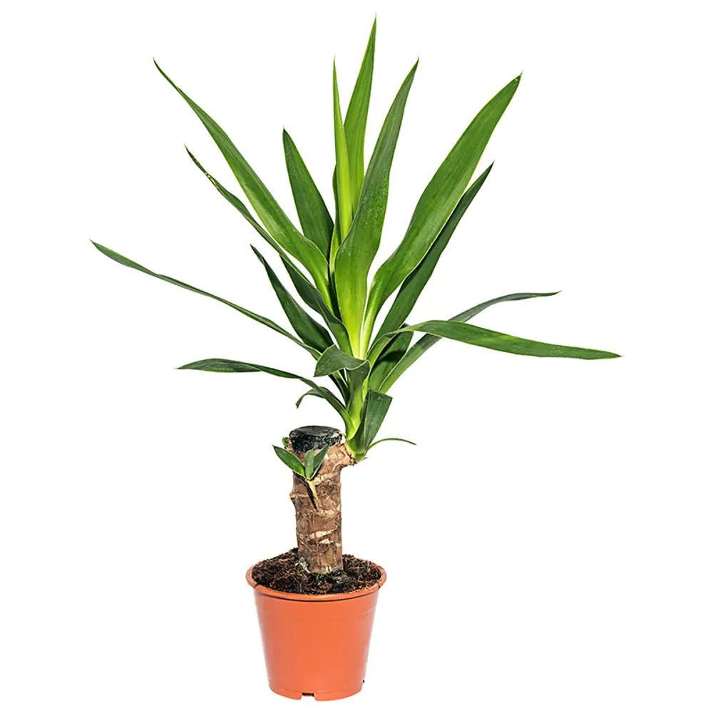 Santreyd Юкка Штамп - вечнозеленая пальма для интерьера 13534319 STLM-0003277