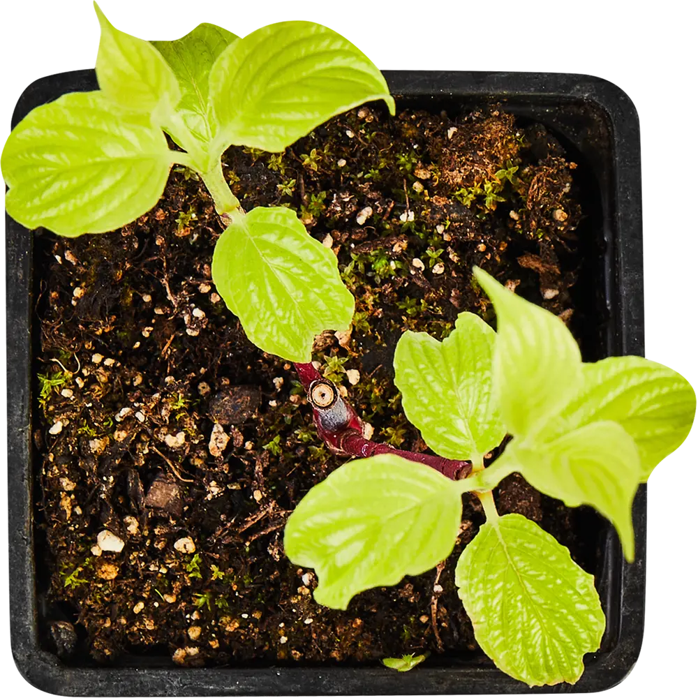 Santreyd Дерен белый Сибирика - декоративный кустарник для живых изгородей 89364986 STLM-0964552 - Вид №2