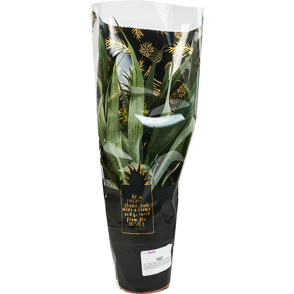 Santreyd Ананас комнатный - экзотическое украшение интерьера 89348852 STLM-1380931 - Вид №4