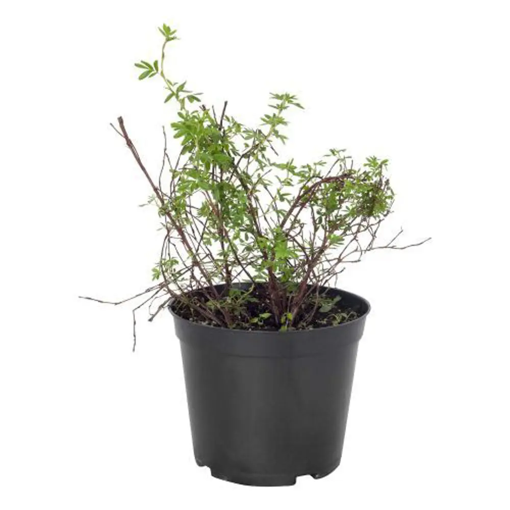 Лапчатка кустарниковая Элизабет ø19 h30 см 89465430 STLM-2037477 PLANTMARKET  - Вид №1
