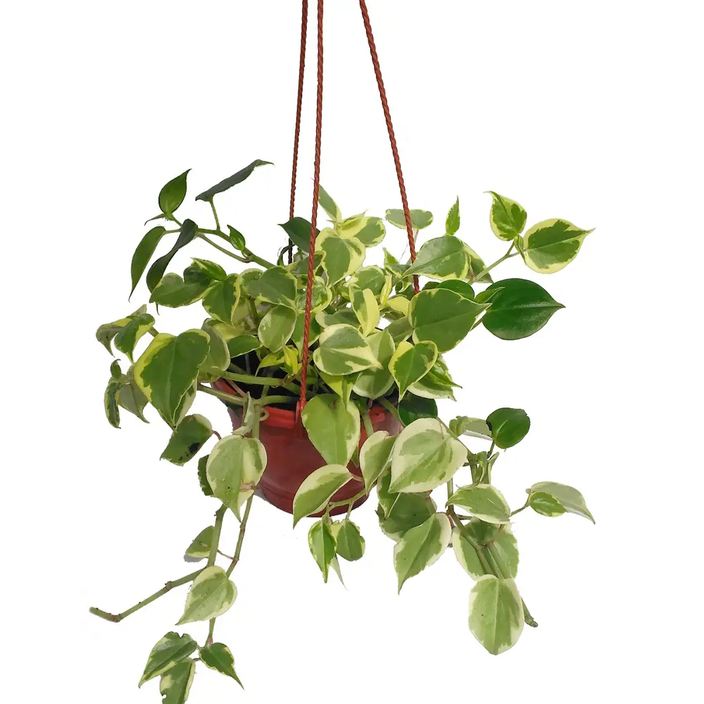 Santreyd Пеперомия Лазящая — ампельное чудо для вашего интерьера 89296590 STLM-0958914