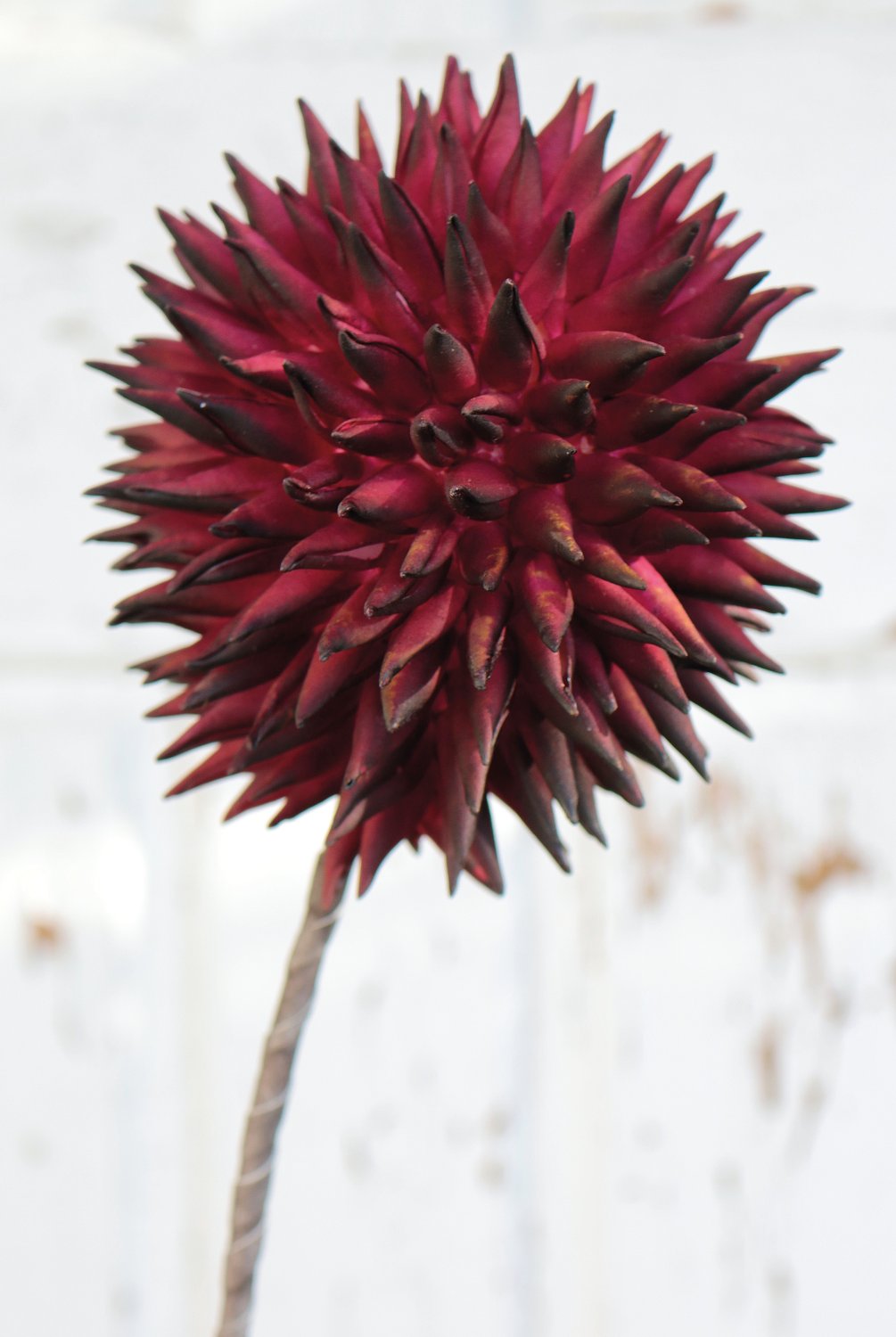 7890 490 a3 Искусственный мягкий цветок 'allium', 80 см, красно-черный H-andreas  - Вид №2