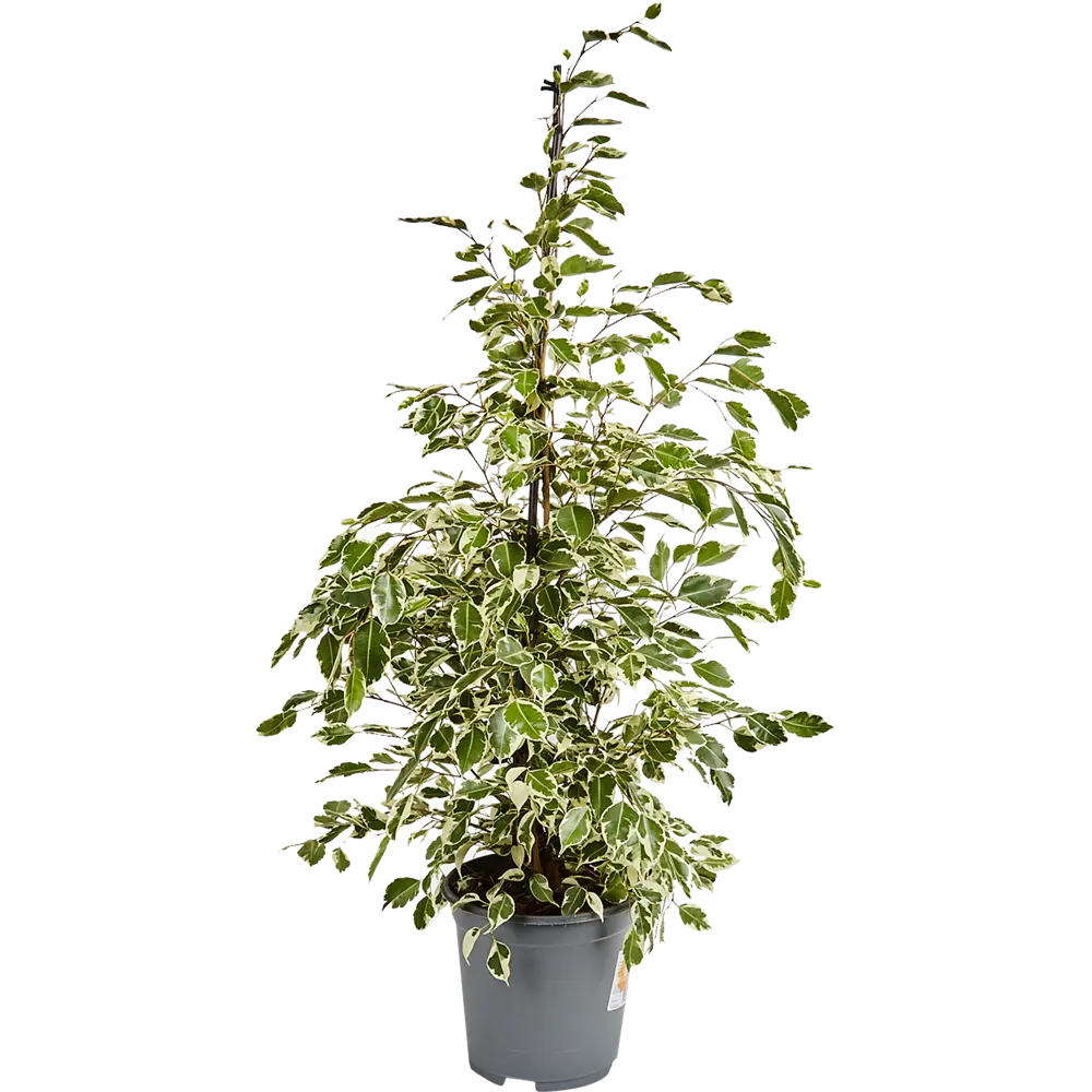 Фикус Бенджамина Твайлайт от Santreyd — изящное украшение интерьера 82877341 STLM-0956930