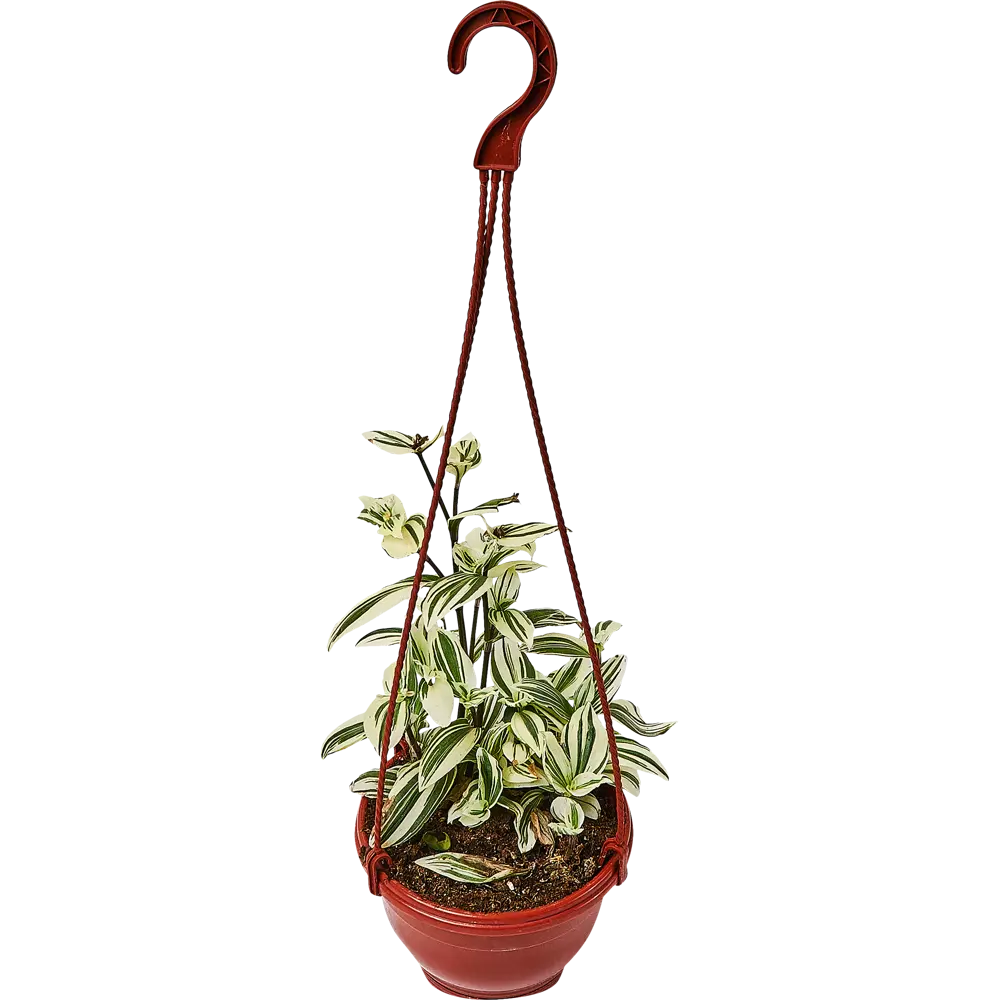 Santreyd Традесканция белоцветковая в подвесном кашпо 89338382 STLM-0955333 - Вид №1