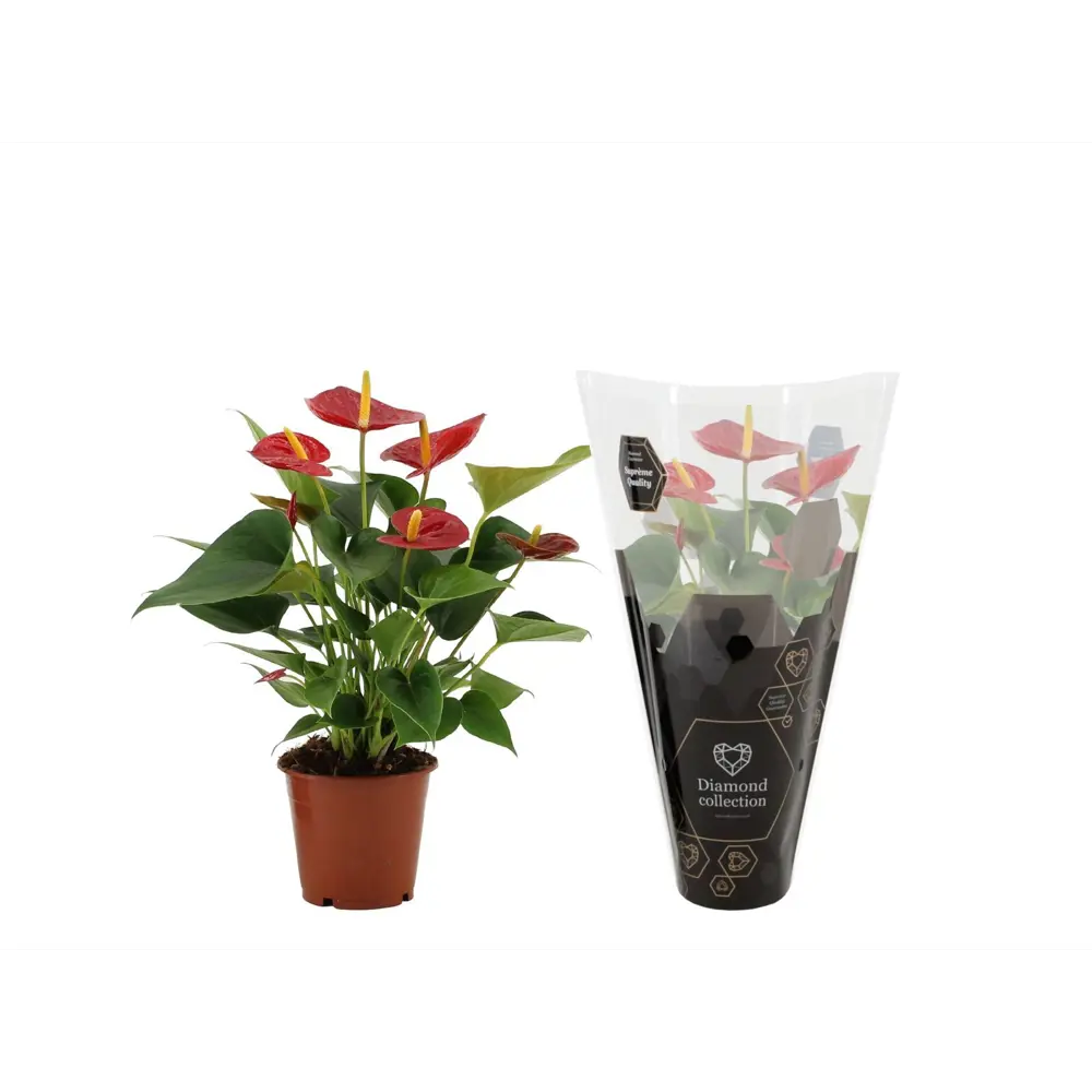 Антуриум Даймонд Рэд красный — цветущее комнатное растение в горшке ø12 см 89434528 Santreyd STLM-1581301