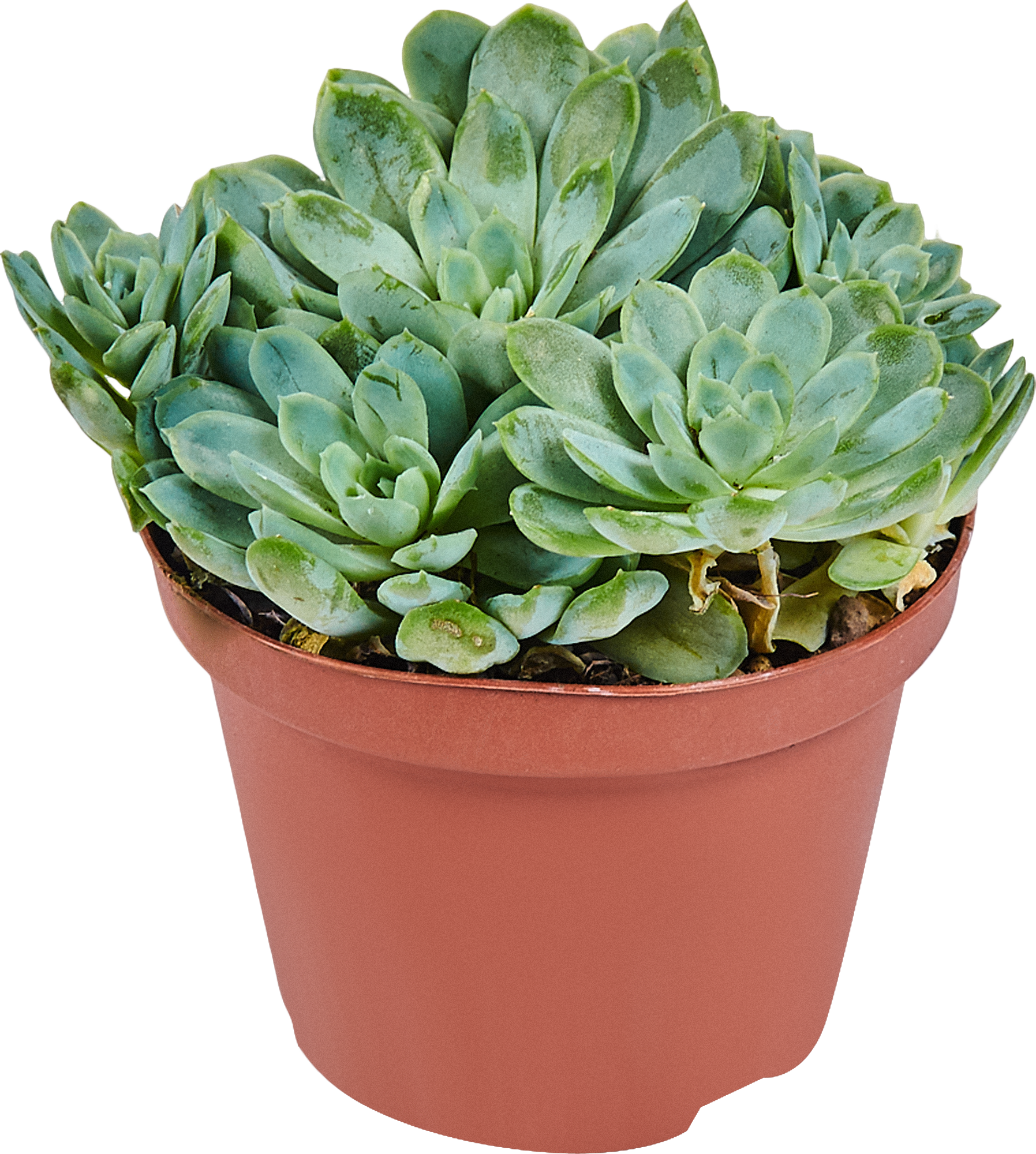 Суккулент микс Santreyd - набор комнатных растений для интерьера 82894902 STLM-0037680 - Вид №6