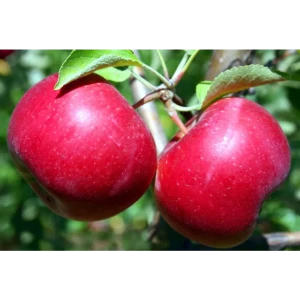 Яблоня Красное раннее Santreyd - ранний урожай сочных яблок 84347442