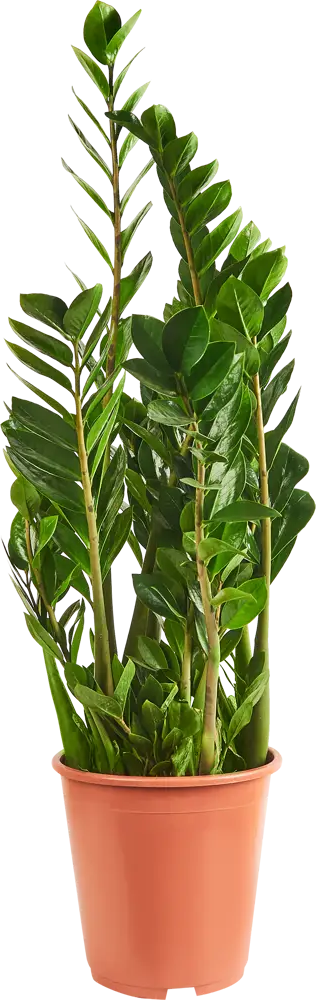 Santreyd Замиокулькас Замиелистный — изысканное комнатное растение с пышной кроной 85324962