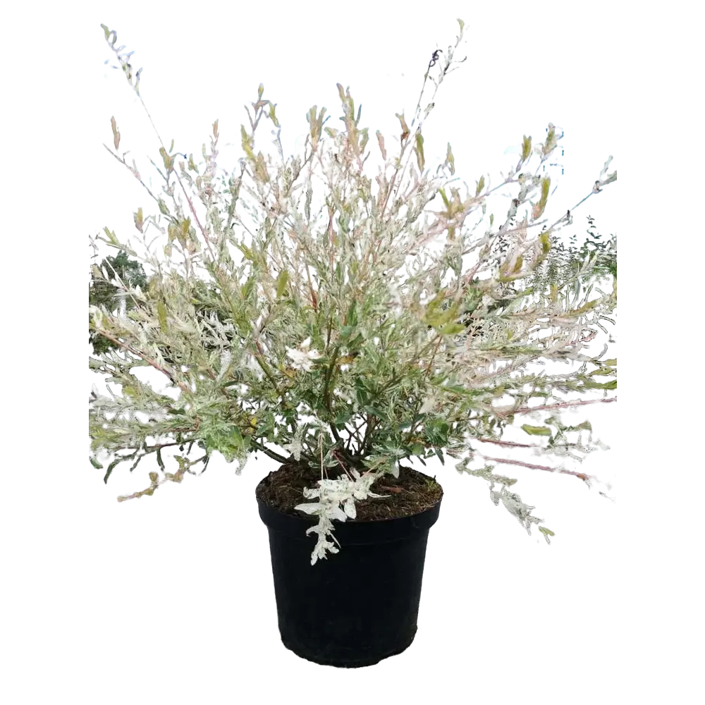 Ива цельнолистная Хакуро Нишики ø17 h30-50 см 85622923 STLM-2029701 Santreyd 