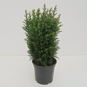 82176392 Кипарисовик Лавсона «Сноу Вайт» 7 л 40-50 см