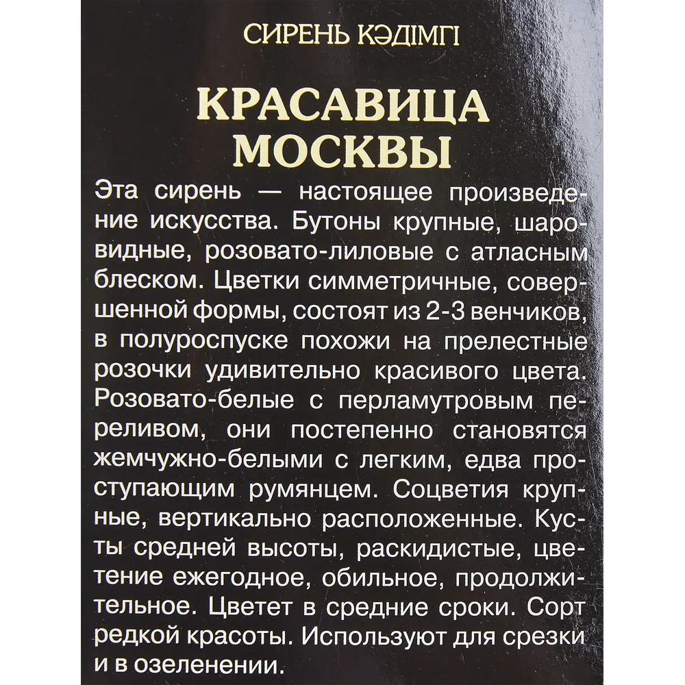Сирень Красавица Москвы в тубе Поиск Инвест 82150748 STLM-2131529 Santreyd  - Вид №1